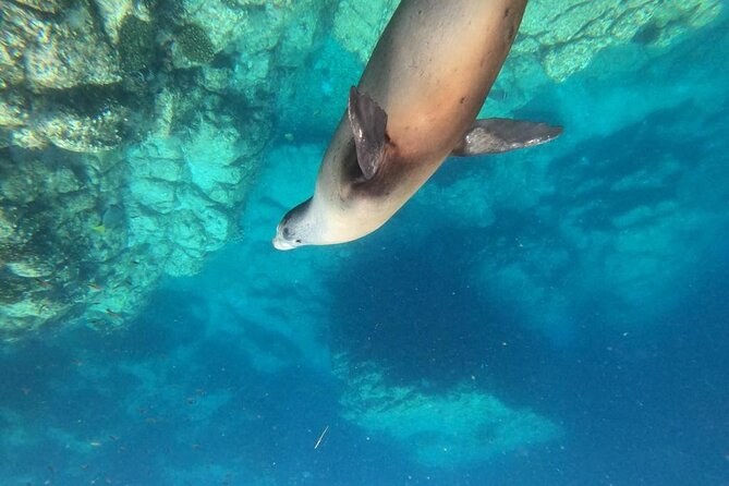 Espíritu Santo Island: Sea Lions & Snorkel by Private Panga
