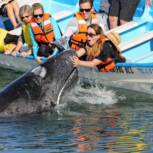 Swimming with Dolphins: Open-Ocean Private Expedition
