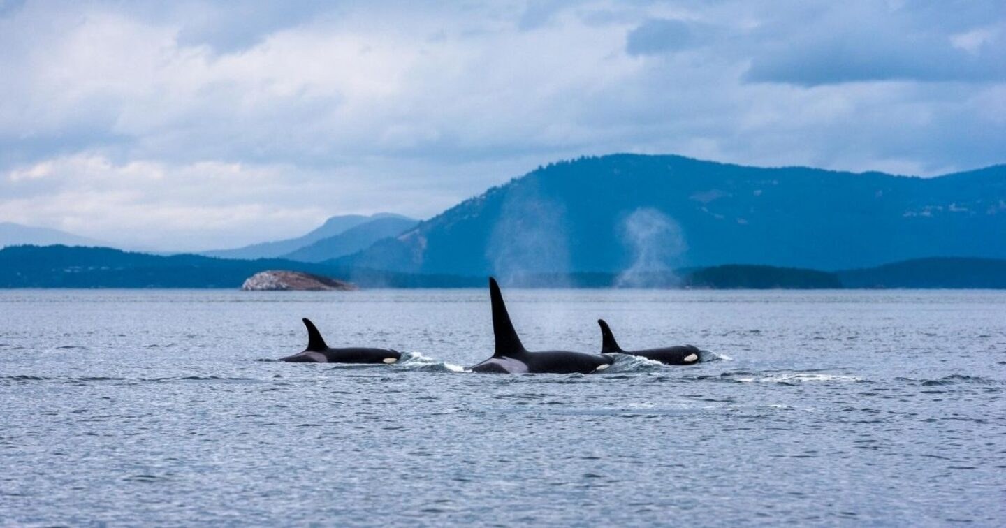 Private Whale & Wildlife Charter: Johnstone Strait Orcas