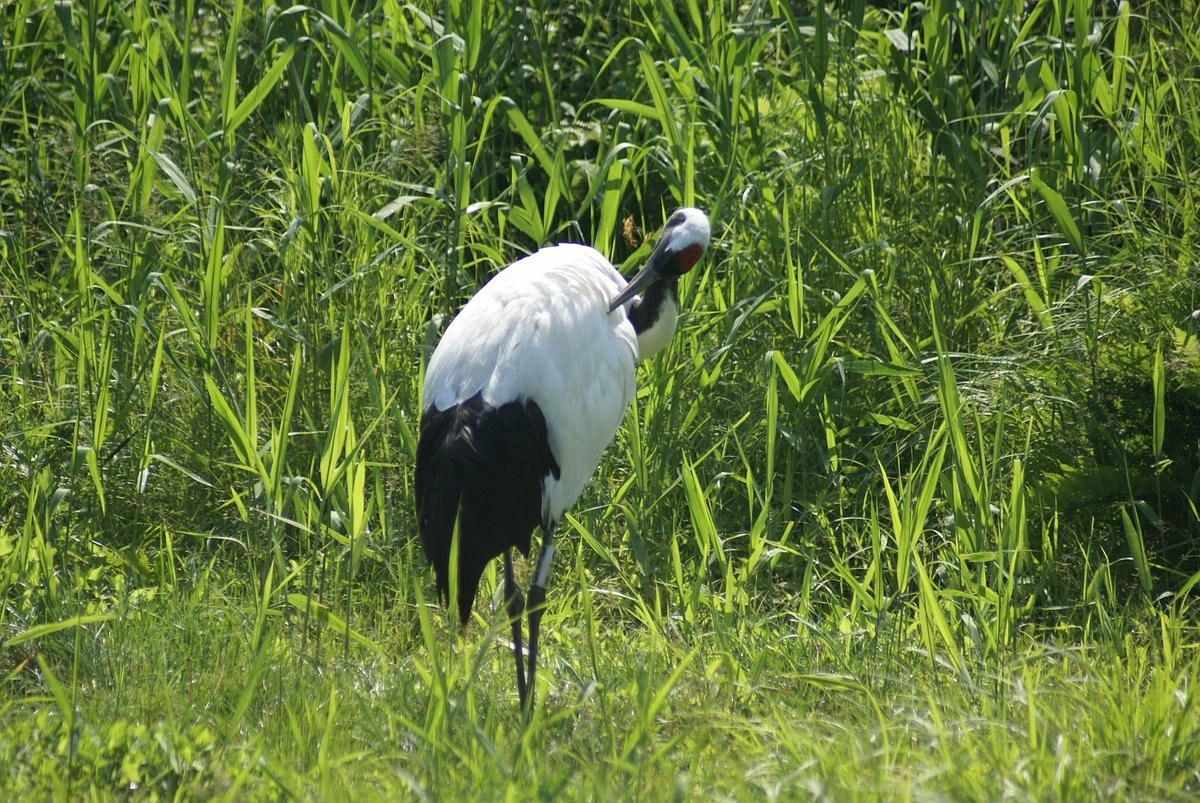 Private Full-Day Kushiro Marshland & Tancho Crane Safari