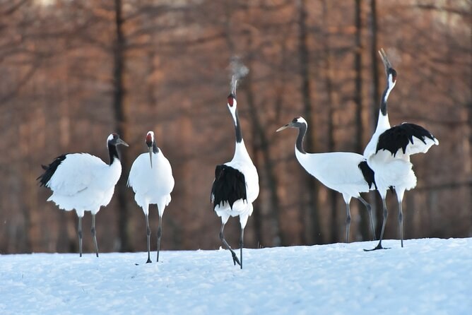 Red-Crowned Crane & Wildlife Guided Tour: Kushiro's Icon Up Close