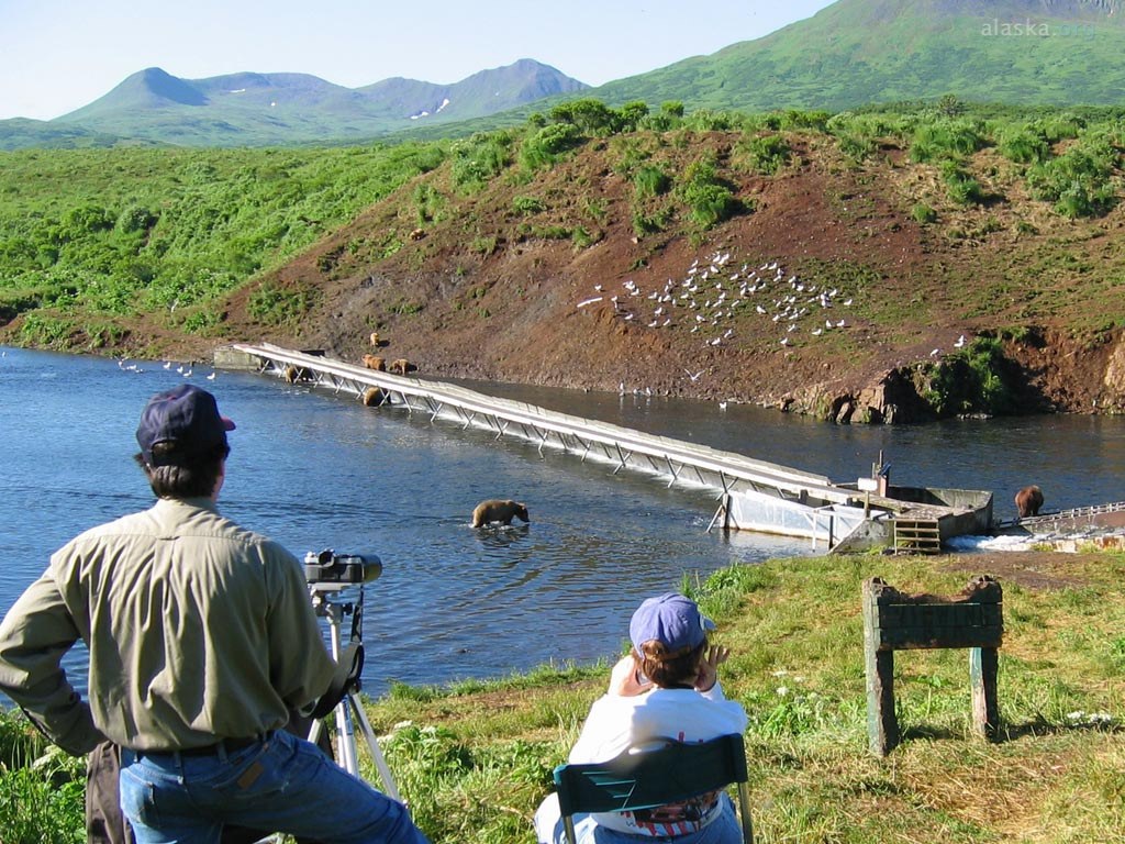 Fly-In Kodiak Brown Bear Viewing with Kingfisher Aviation