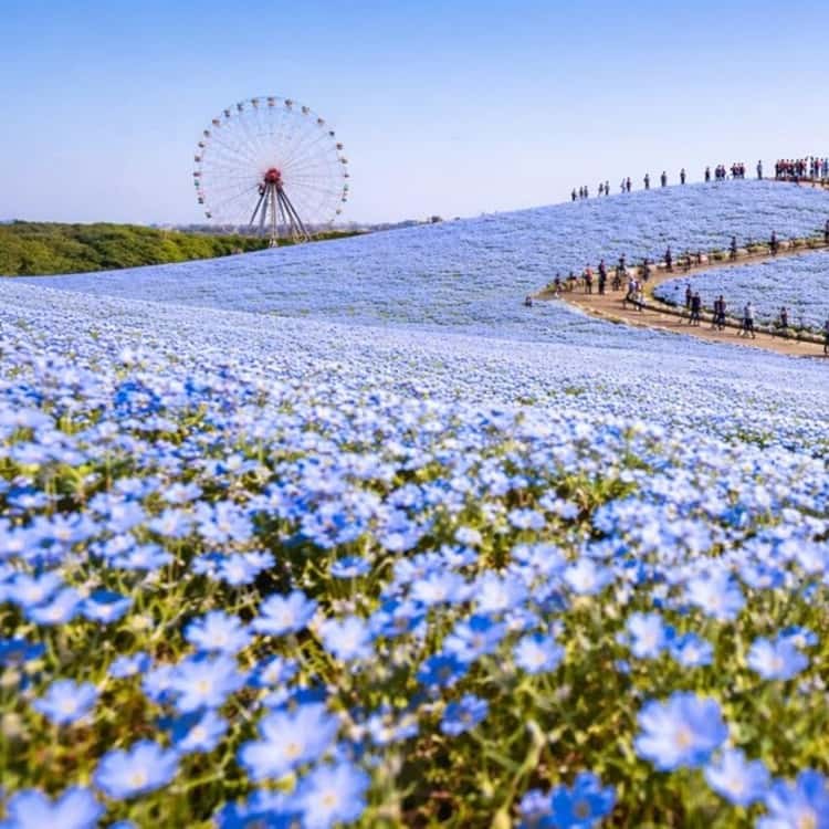 Hitachi Seaside Park: Seasonal Bloom Private Guided Tour
