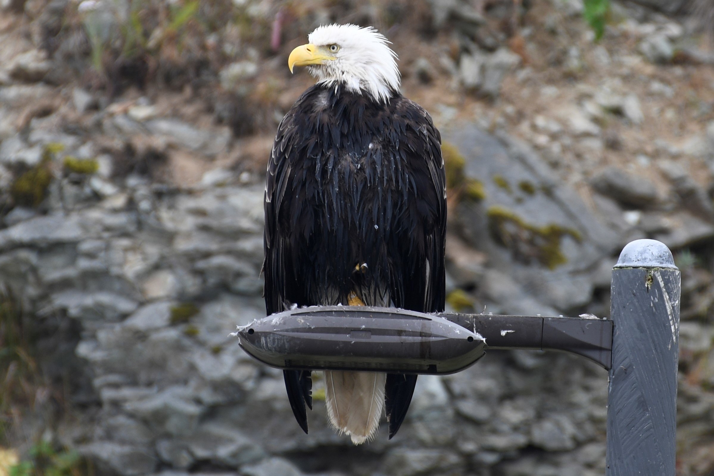 Expert-Guided Seabird & Bald Eagle Wildlife Safari by 4WD