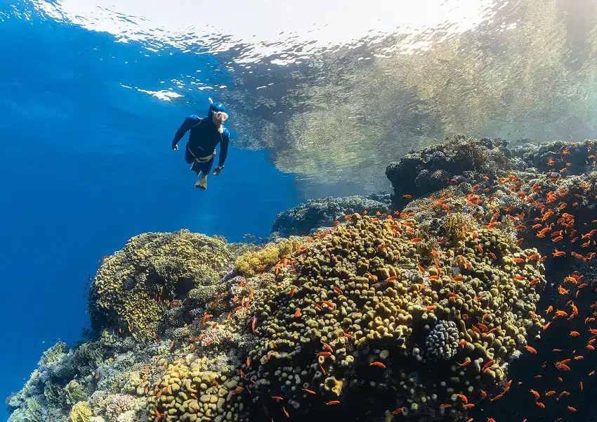 Snorkel the Mesoamerican Barrier Reef Wall off West Bay Beach