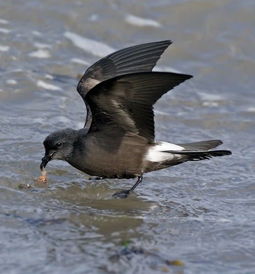 Grand Colombier Wildlife Cruise: Seabirds & Dramatic Cliffs