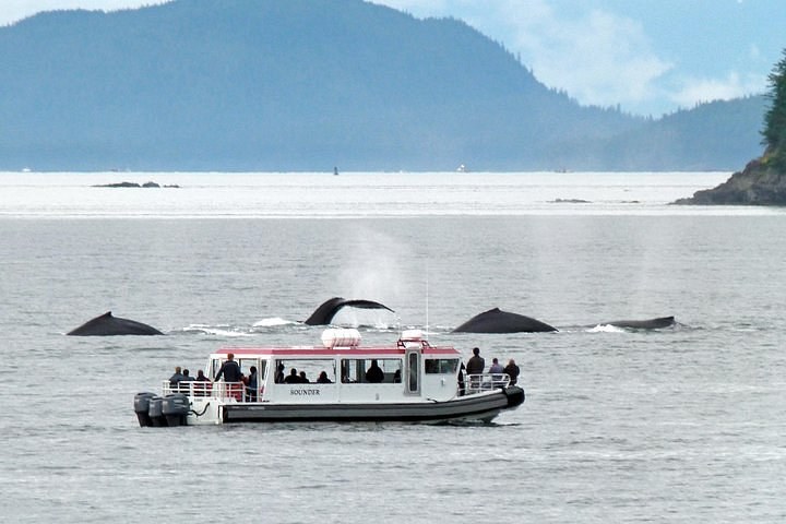 Whale-Watching by Tender: Small-Group Cetacean Safari
