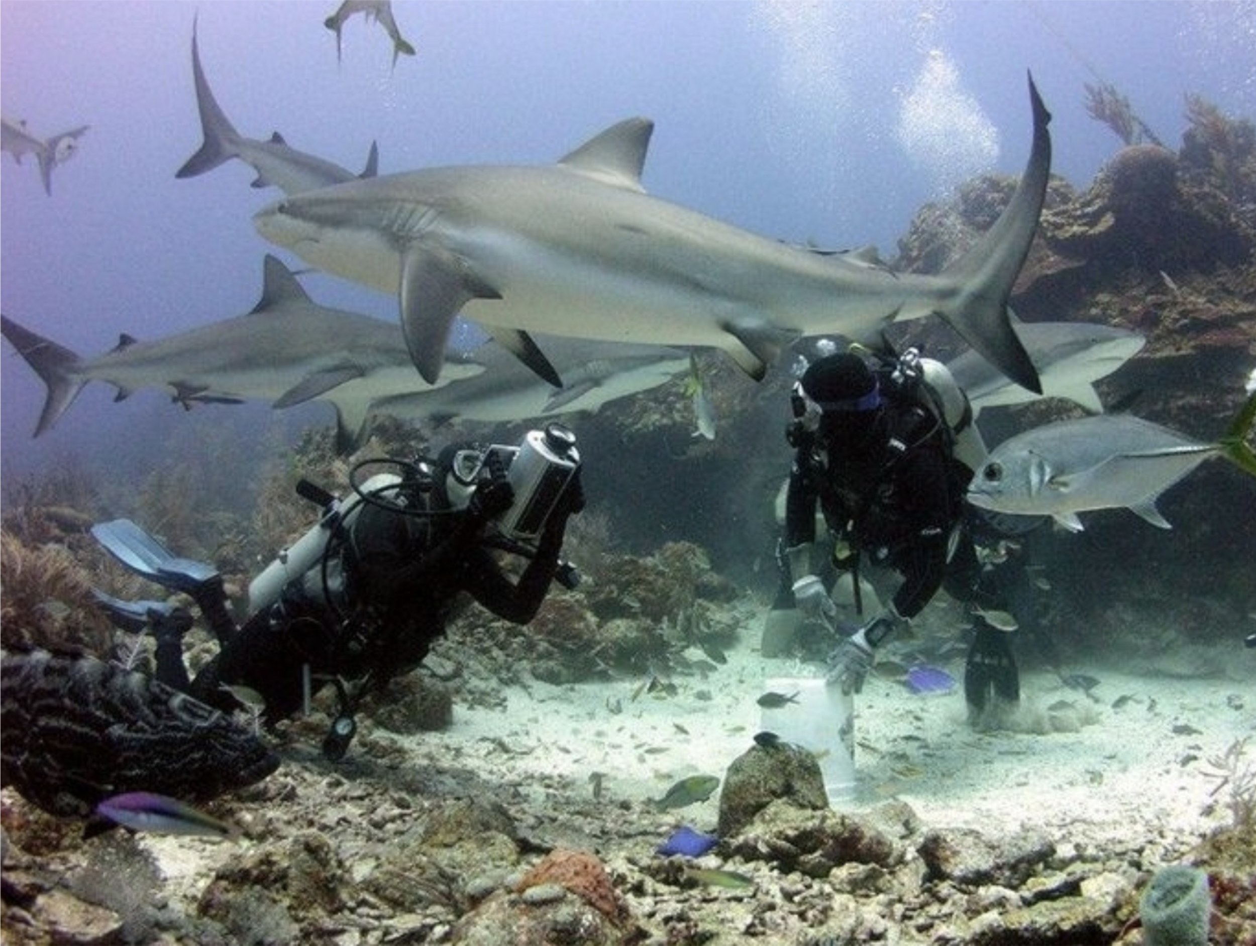 Cara a Cara Shark Dive -- Face-to-Face with Reef Sharks (Certified Divers)