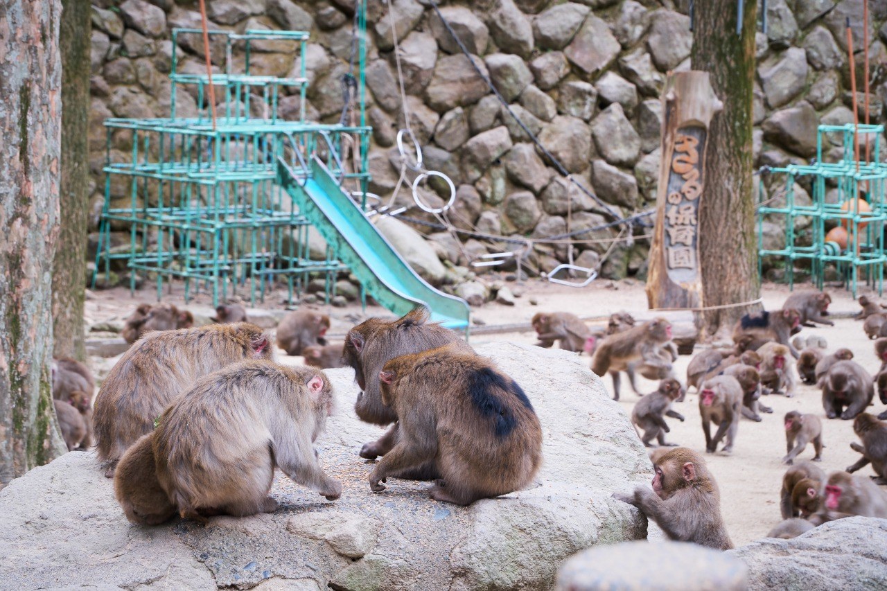 Takasakiyama Monkey Park: Wild Japanese Macaque Encounter