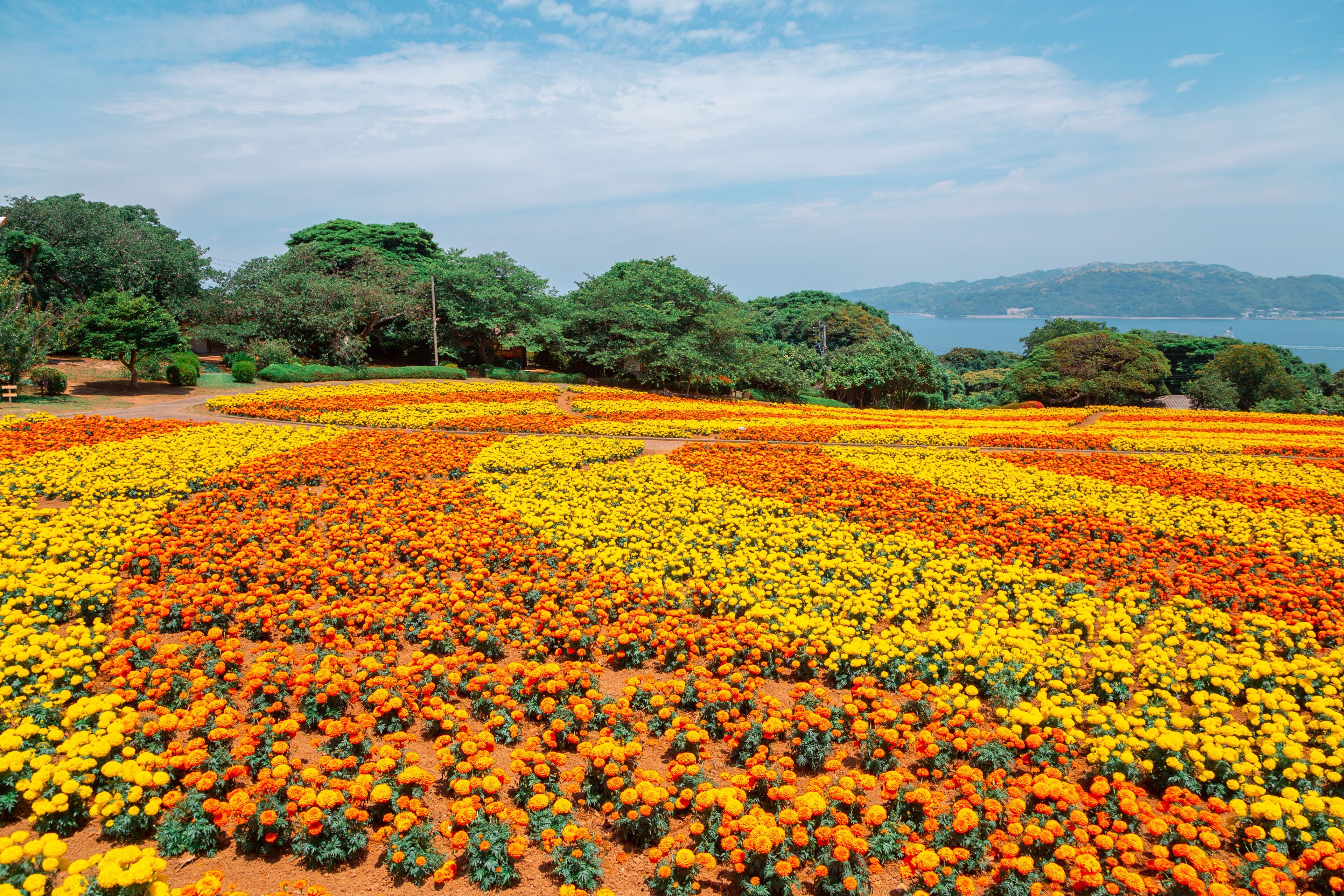 Nokonoshima Island: Wildflower Landscapes & Unspoiled Kyushu Coast