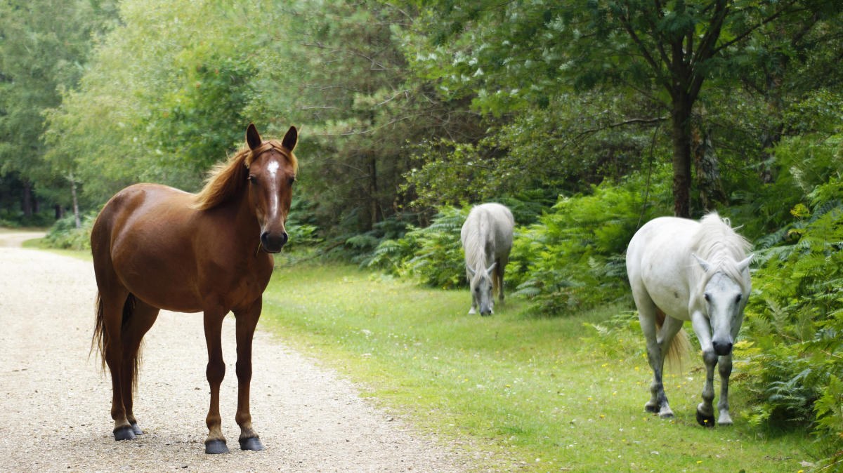 The New Forest — Wild Ponies, Ancient Royal Hunting Woodland & Beaulieu
