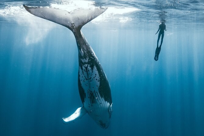 Swim with Humpback Whales: In-Water Cetacean Encounter