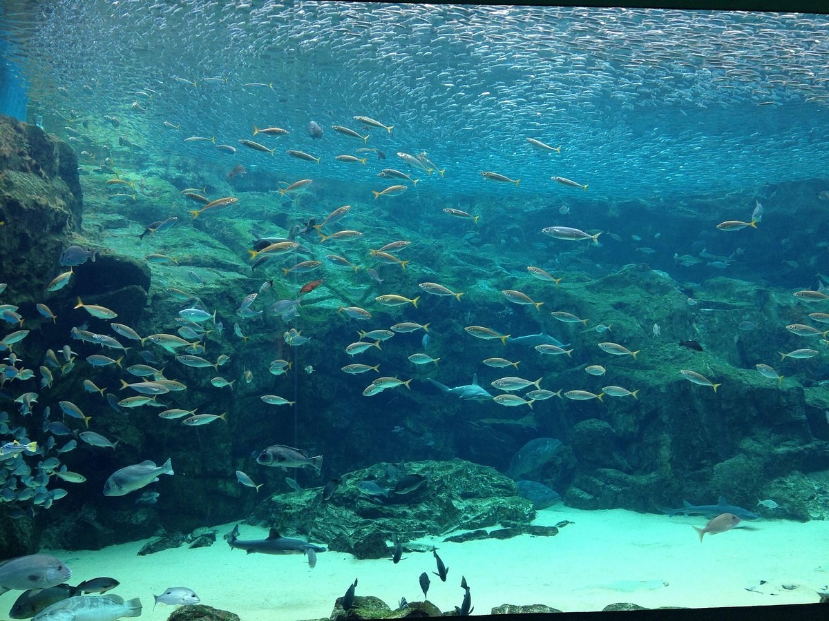 Kujukushima Aquarium UMIKIRARA: Marine Science Private Visit