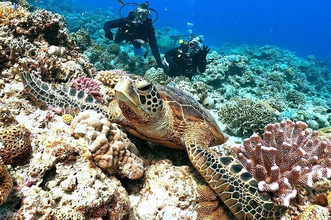 Okinawa: Private Snorkel Safari in Kerama Islands' Blue Coral Reefs