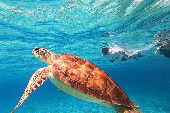 Exclusive Marine Wildlife Encounter: Sea Turtles & Rays