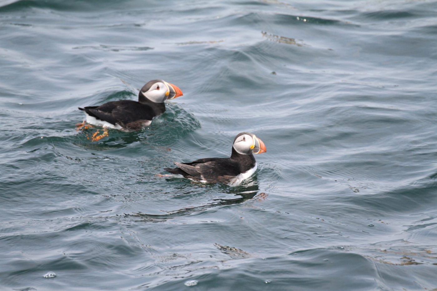Puffin & Wildlife Boat Tour to Petit Manan Island