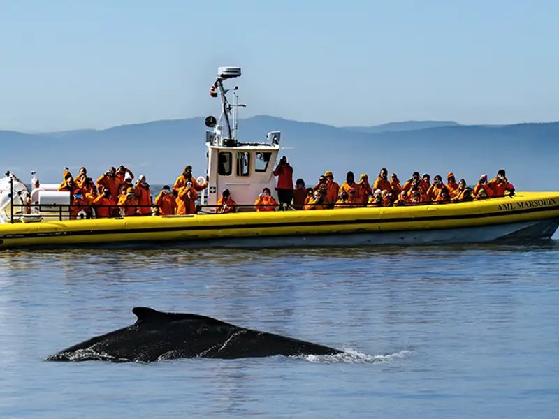 Saguenay Fjord Zodiac Whale-Watching with Naturalist