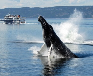 Saguenay Fjord Whale-Watch: Belugas & Minkes Up Close