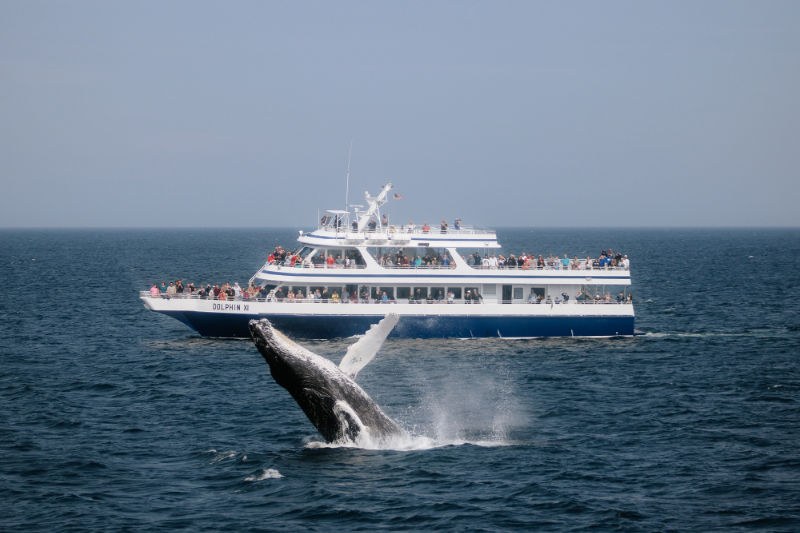 Dolphin Fleet Whale Watch: Stellwagen Bank Deep-Sea Safari