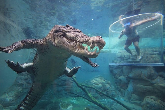 Cage of Death: Swim with Saltwater Crocs at Crocosaurus Cove
