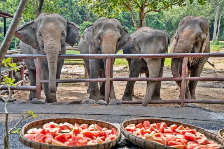 Samui Elephant Sanctuary: Ethical Half-Day with the Herd