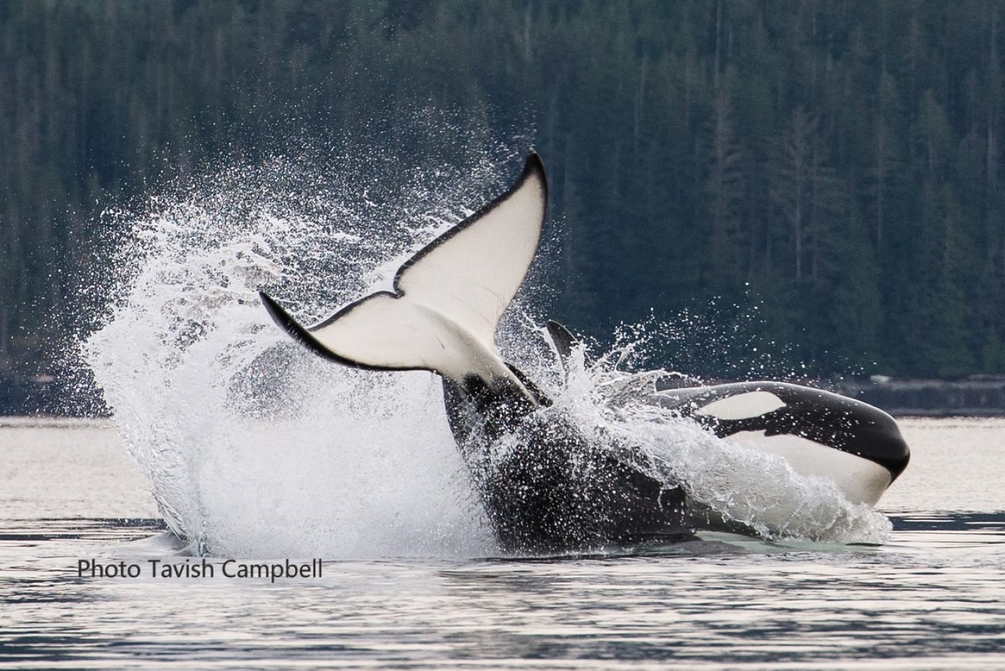 Salish Sea Whale Watching — Orcas & Humpbacks