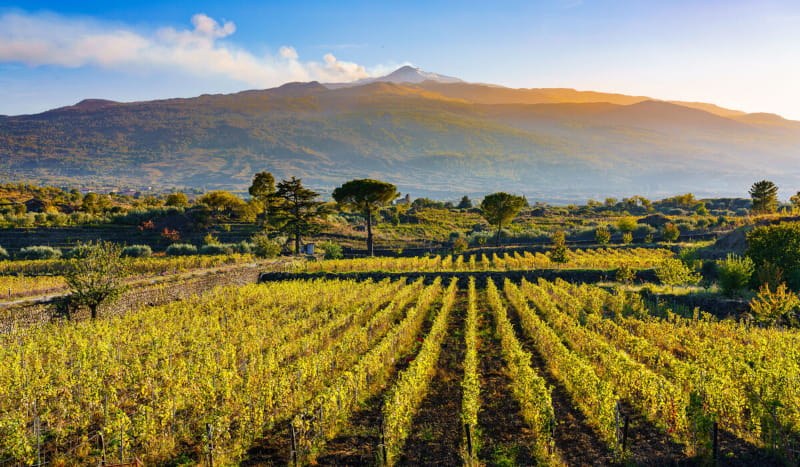 Private Etna Winery Tour & Volcanic-Terroir Wine Tasting