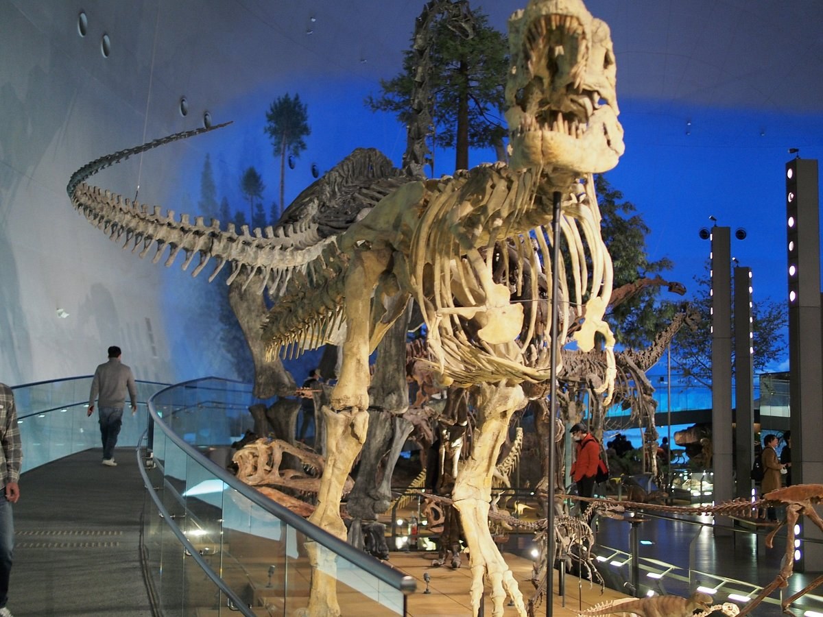 Fukui Dinosaur Museum: World-Class Palaeontology in Private Style