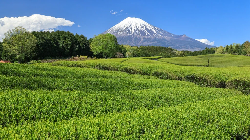 Private Mt. Fuji & Shizuoka Tea Highlands Full-Day Tour