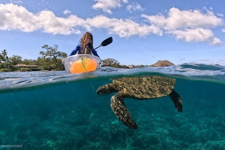 Omaezaki Coastal Kayak & Loggerhead Sea Turtle Safari