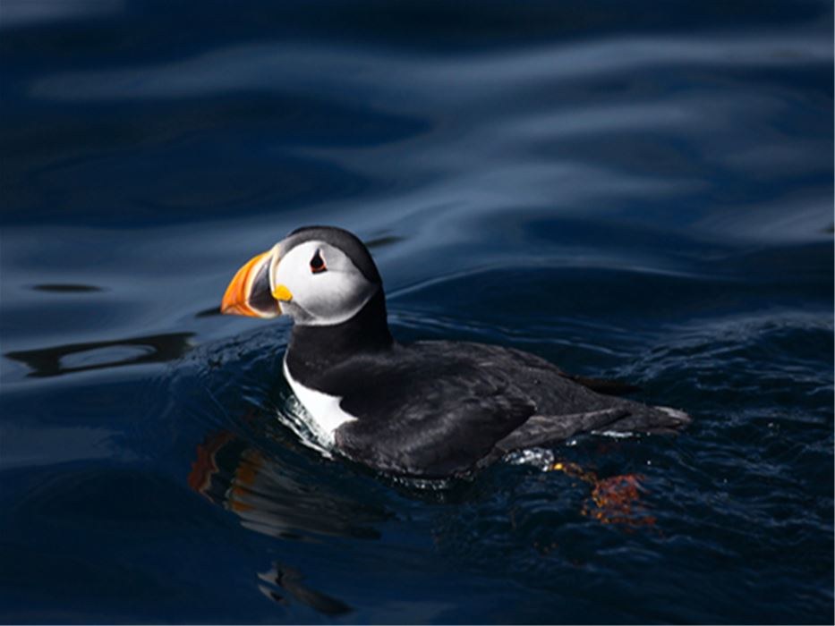Gjesværstappan Bird Safari: Puffins & Seabirds by RIB