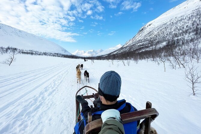 Self-Drive Dog Sledding: Mush Your Own Arctic Team