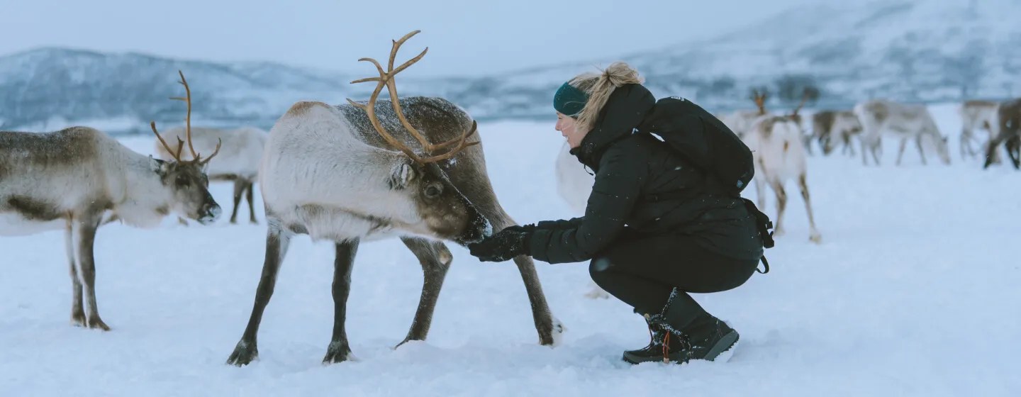 Reindeer Encounter & Sámi Cultural Ceremony in the Wilderness