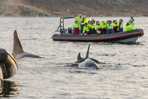 Whale Watching RIB Safari in the Arctic Fjords