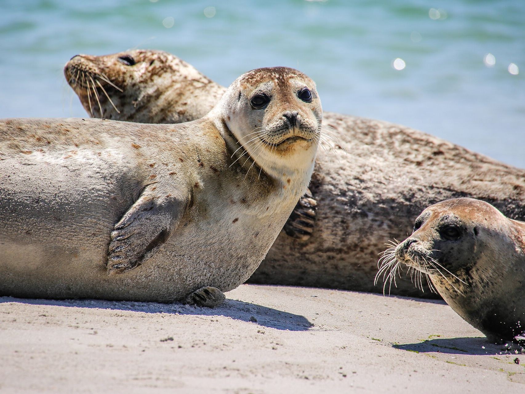 Sylt Island: Expert-Led Wadden Sea Mudflat Safari & Seal Encounter