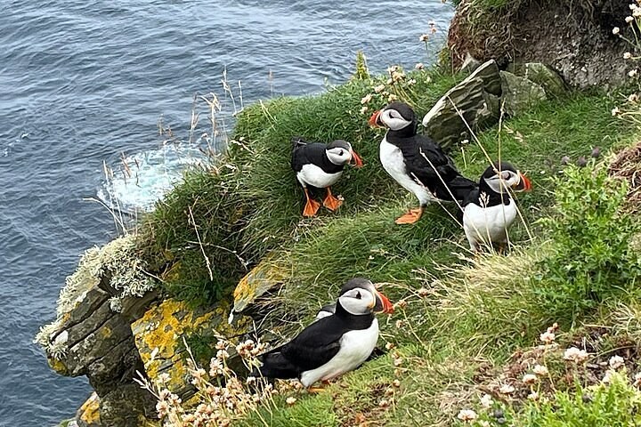 Puffins, Ponies & Jarlshof: Private South Mainland Day Tour