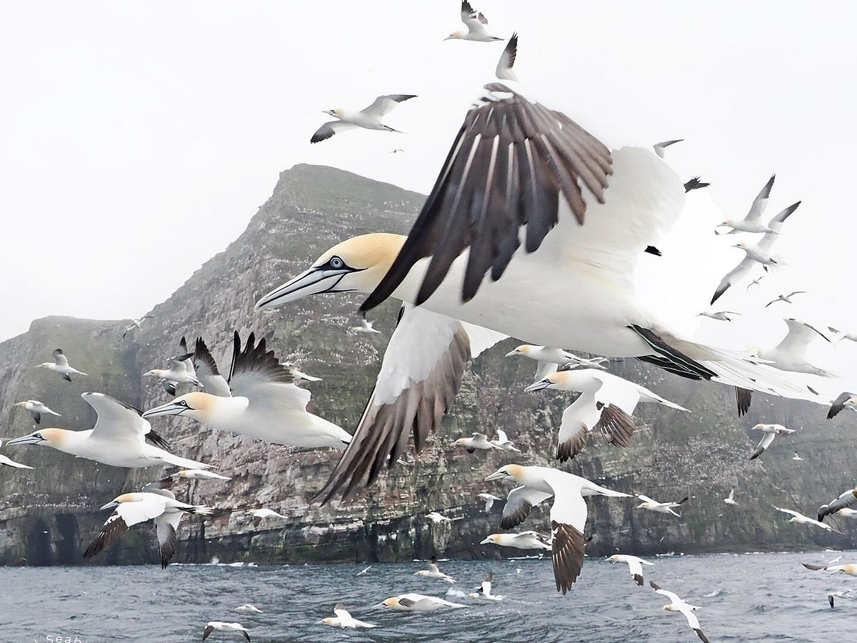 Noss & Bressay Seabird Cruise: Puffins, Gannets & 180,000 Seabirds