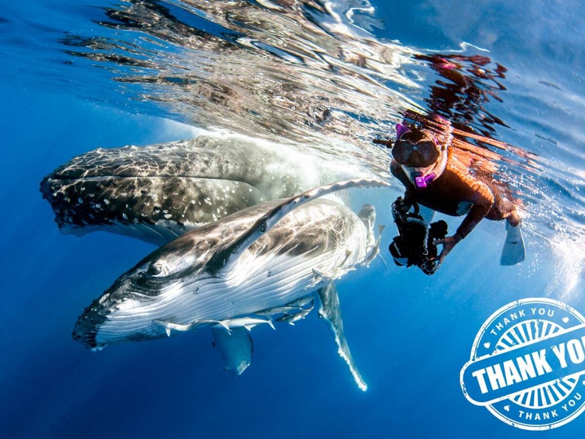 Tonga: Private Swim with Humpback Whales (Season: Jul–Oct)