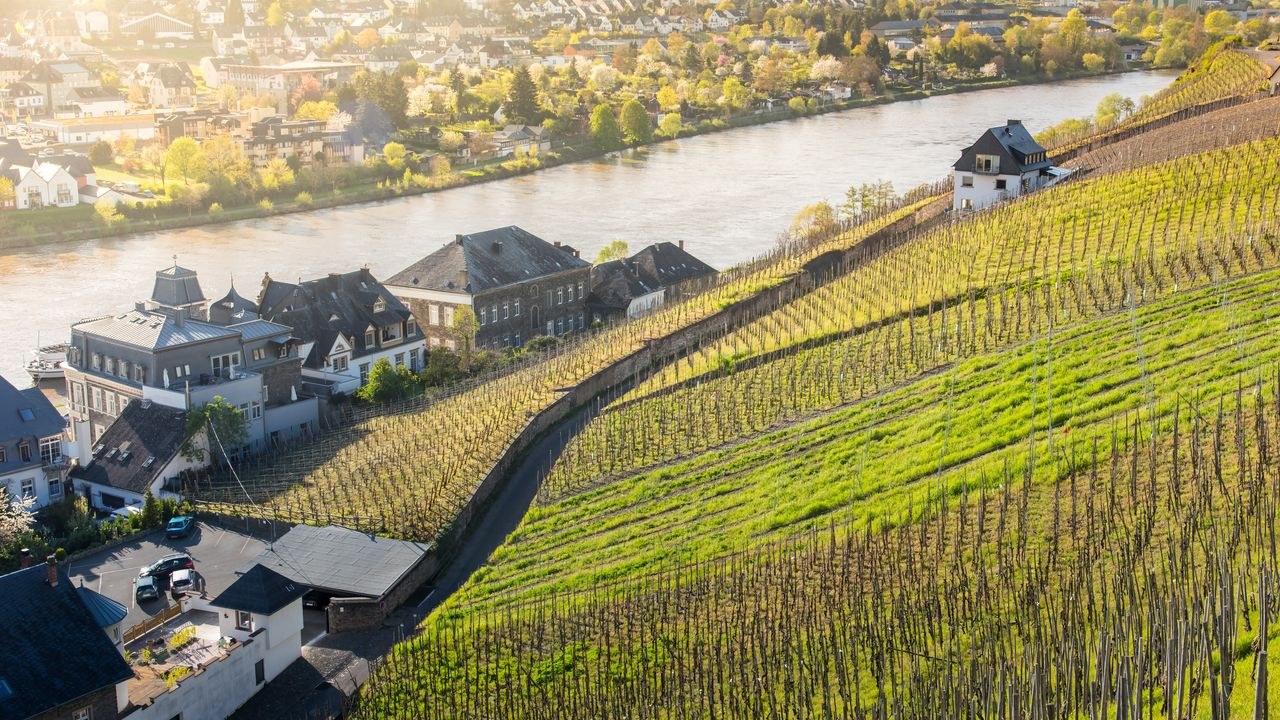 Mosel/Mittelrhein Riesling Tasting at a Working Winery