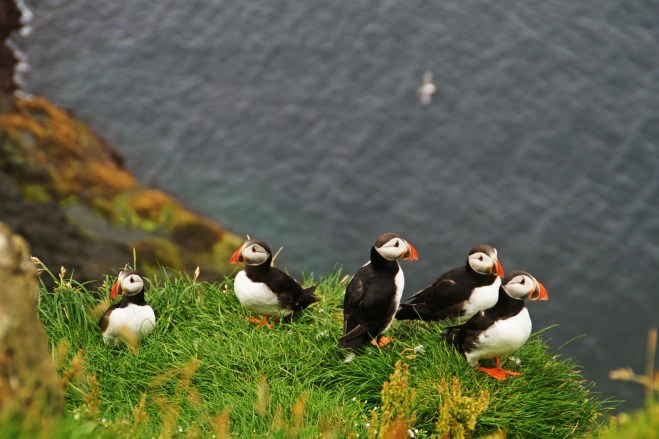 Mykines Private Hike: Puffins & Atlantic Edge