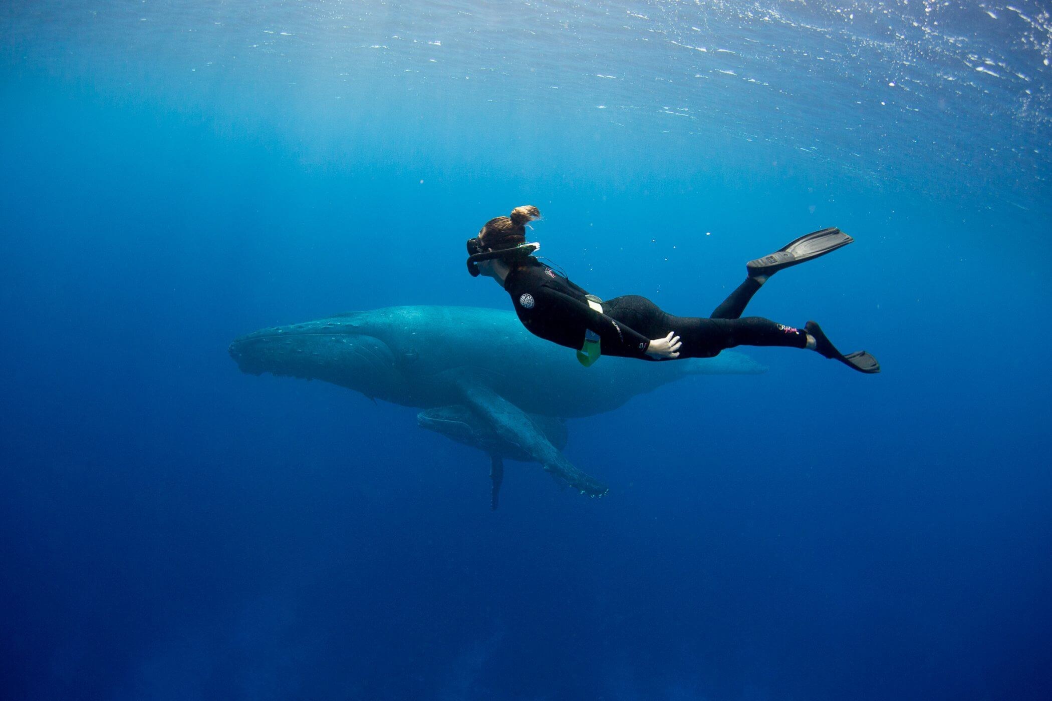 Swim with Humpback Whales: In-Water Encounter