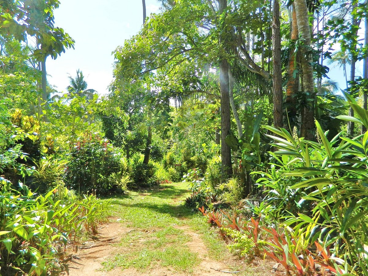 Ene'io Botanical Garden & Kava Ceremony Experience