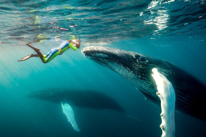 Private Humpback Whale Swim & Snorkel, Ha'apai Waters