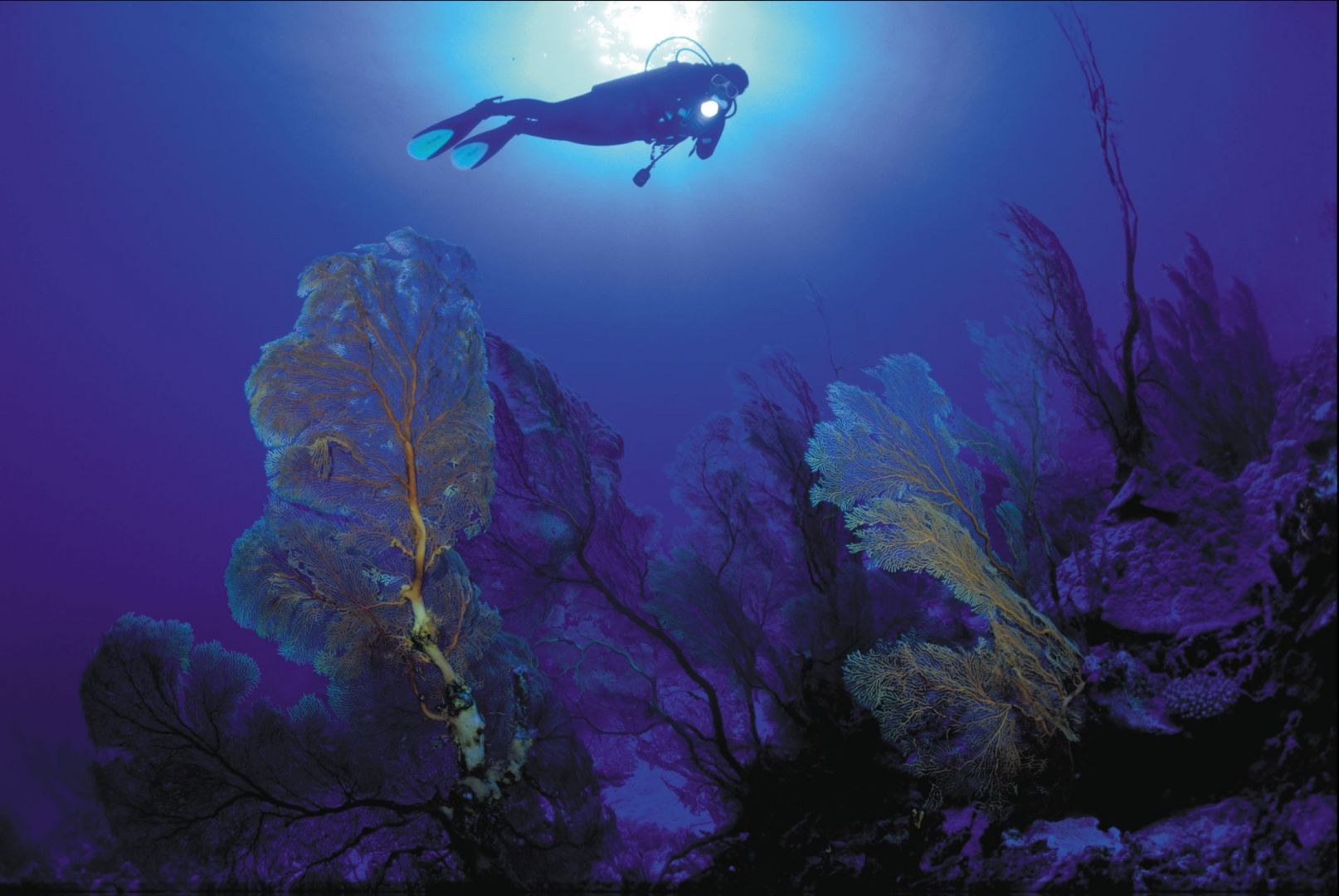 Nukupule Reef Dive: Underwater Caves & Coral Walls