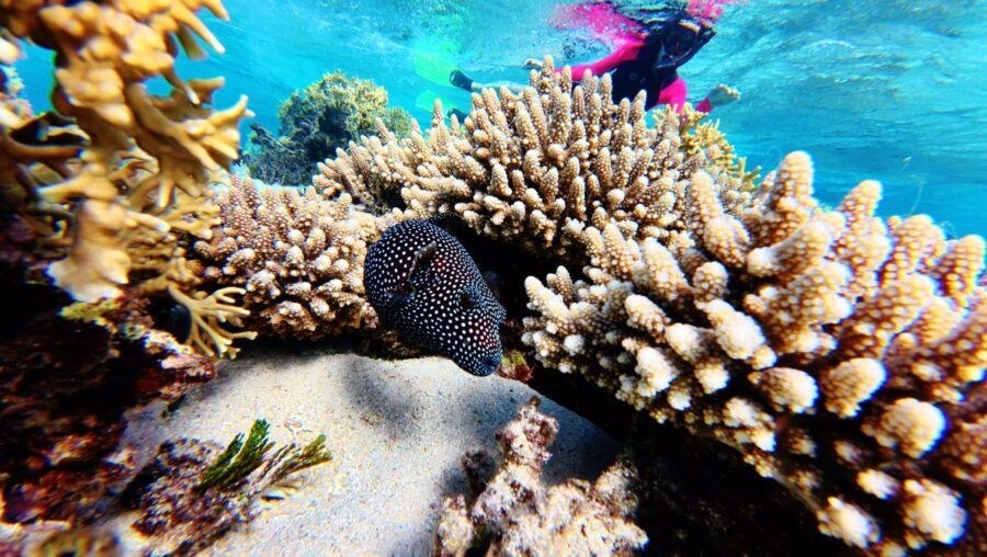 Ha'apai Coral Garden Snorkel & Tongan Outrigger Sail