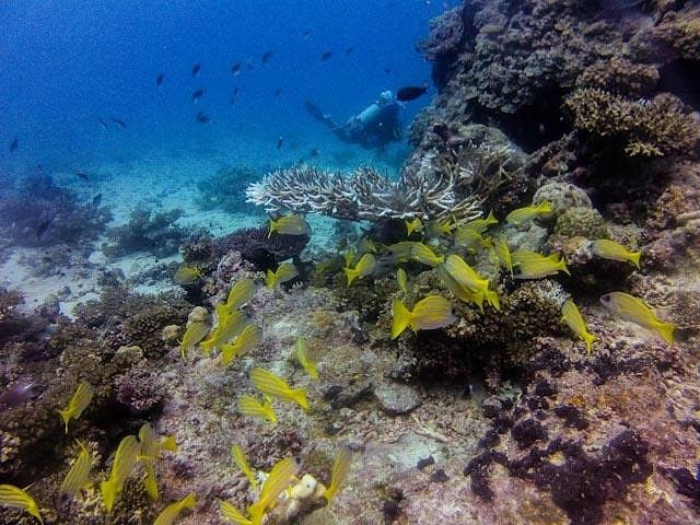 Ulunikoro Marine Conservation Area: Guided Snorkel Safari