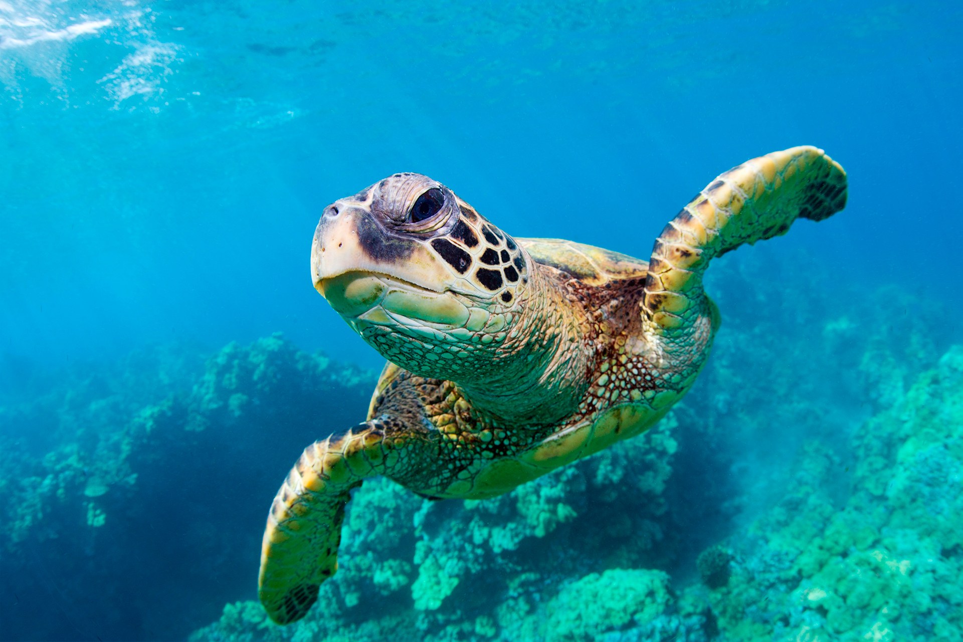 Gerakas Beach Turtle Nesting Sunrise & Sea-Turtle Research Walk