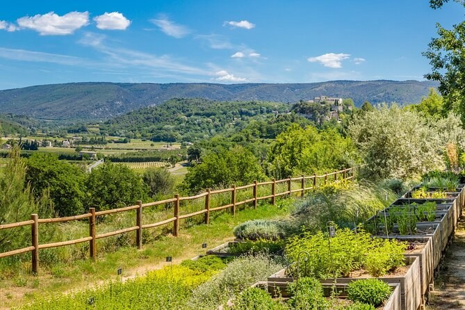 Organic Olive Estate & Ionian Wine Tasting: Private Masterclass