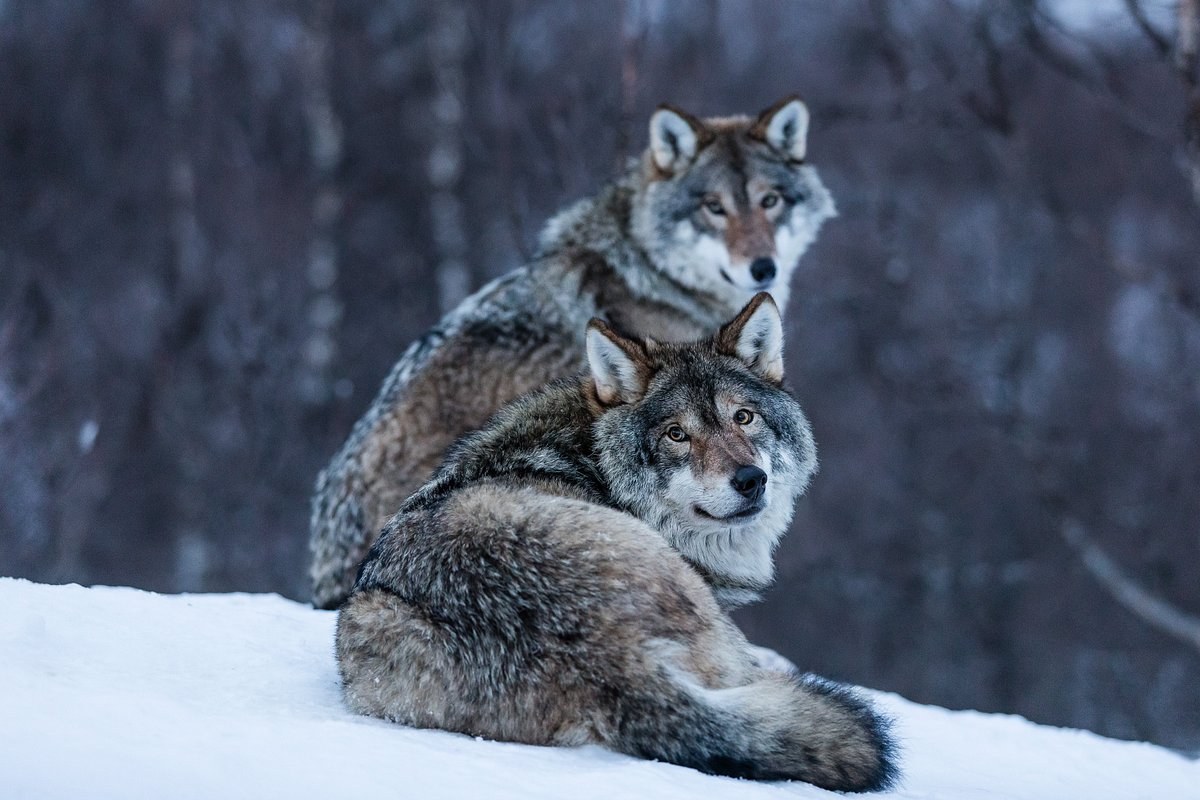 Polar Park Arctic Wildlife Centre: Europe's Northernmost Wildlife Park