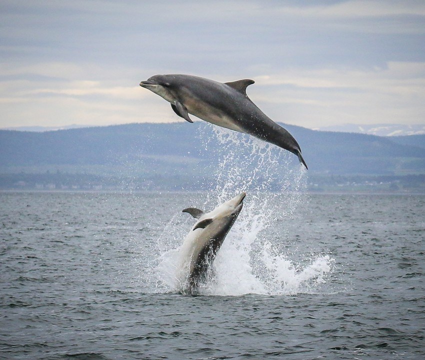 Dolphin-Watching & Coastal Wildlife Cruise, Moray Firth